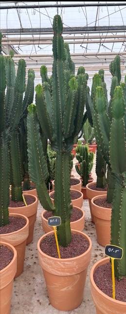 XXL Cactus / Euphorbia Ingens – ↕220 cm (h. incl. pot) – Ø50cm