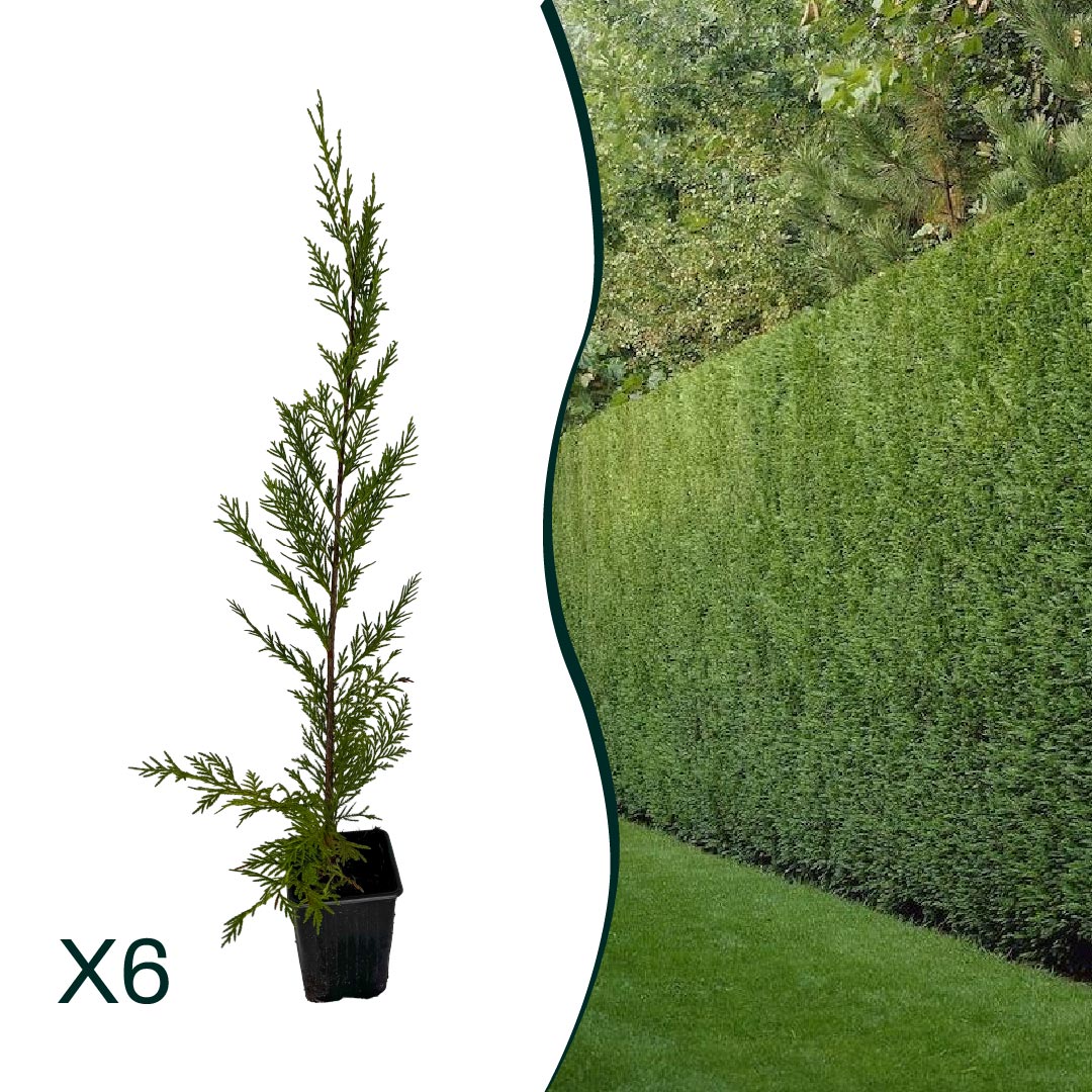 x6 - Snelgroeiende haag - Haagplant - Conifeer - Leylandii - 40cm