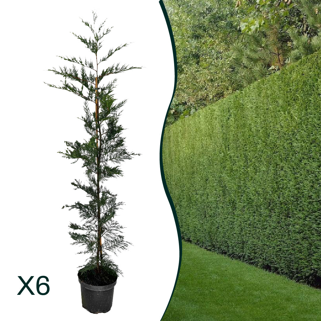 x6 - Snelgroeiende haag - Haagplant - Conifeer - Leylandii - 125cm