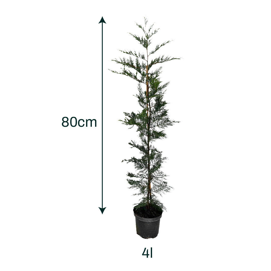x6 - Snelgroeiende haag - Haagplant - Conifeer - Leylandii - 125cm
