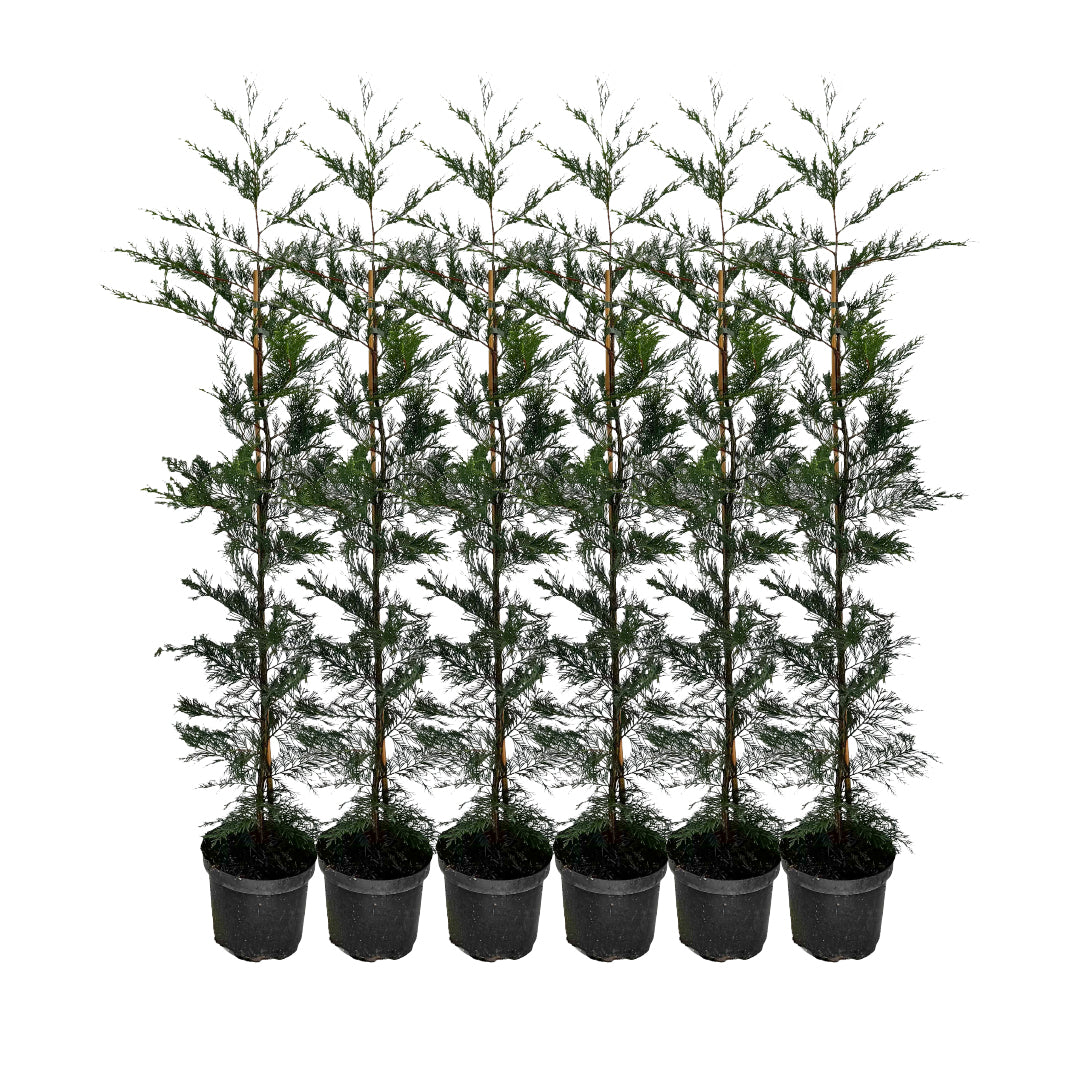 x6 - Snelgroeiende haag - Haagplant - Conifeer - Leylandii - 125cm
