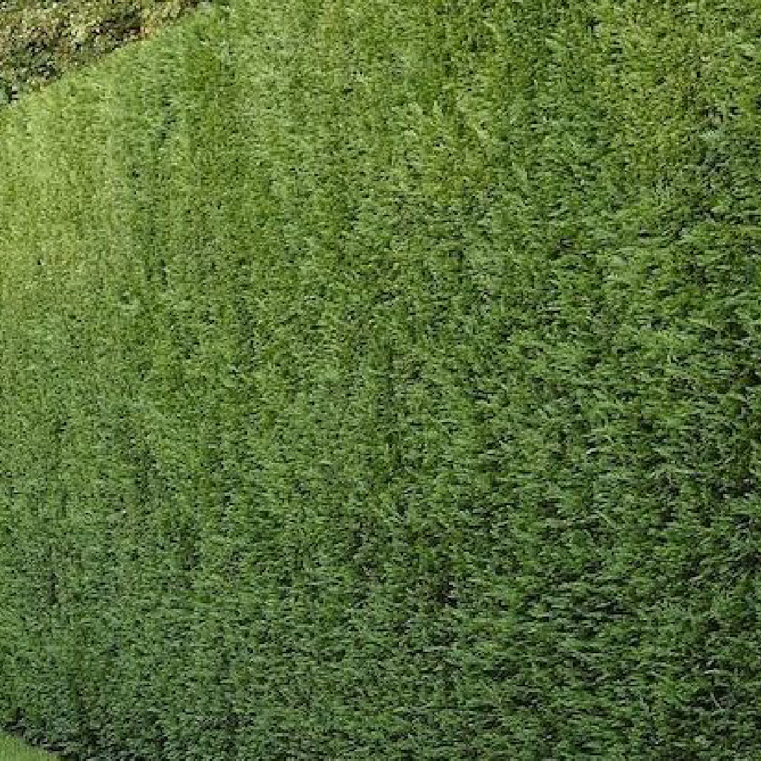 x6 - Snelgroeiende haag - Haagplant - Conifeer - Leylandii - 125cm