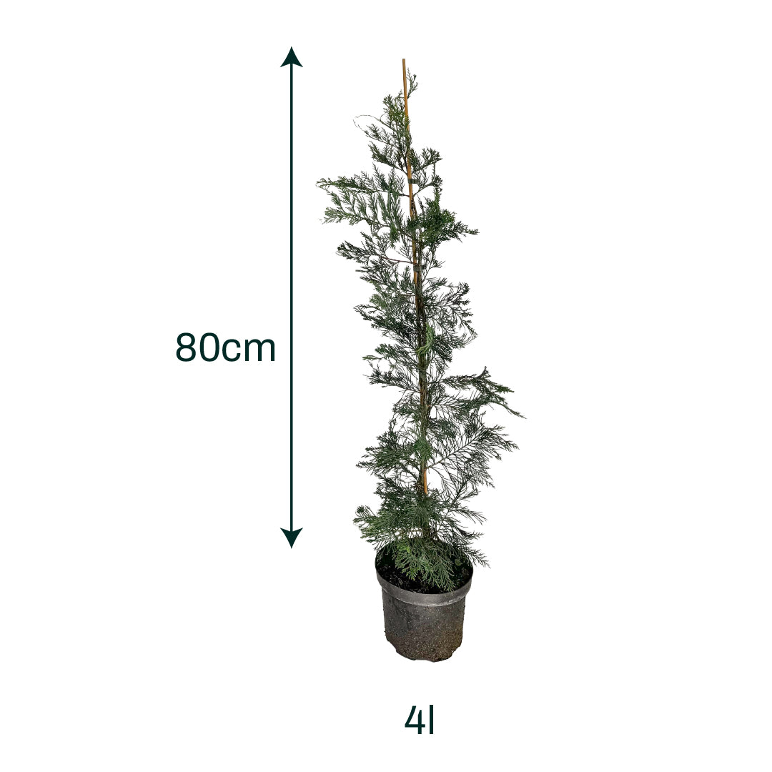 x6 - Snelgroeiende haag - Haagplant - Conifeer - Leylandii - 80cm