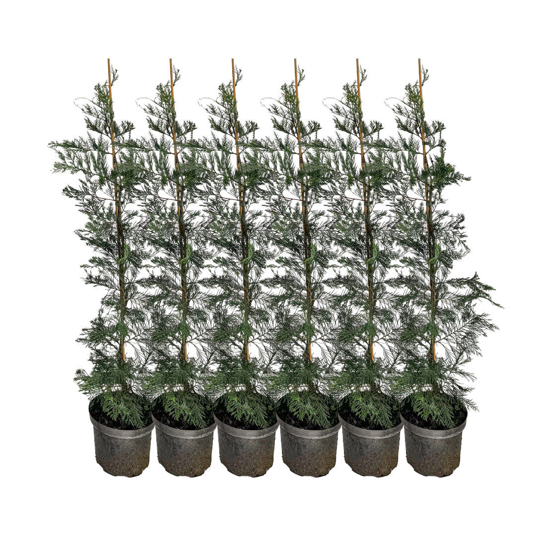 x6 - Snelgroeiende haag - Haagplant - Conifeer - Leylandii - 80cm