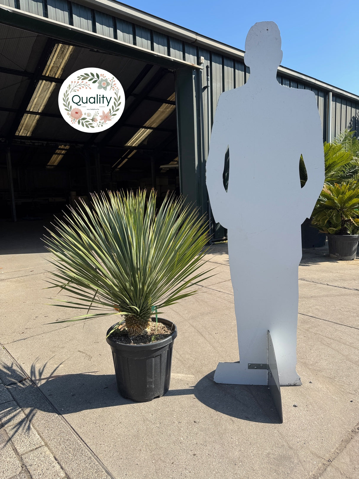 Yucca rostrata – A-kwaliteit – Veld gekweekt – Stamhoogte 10cm