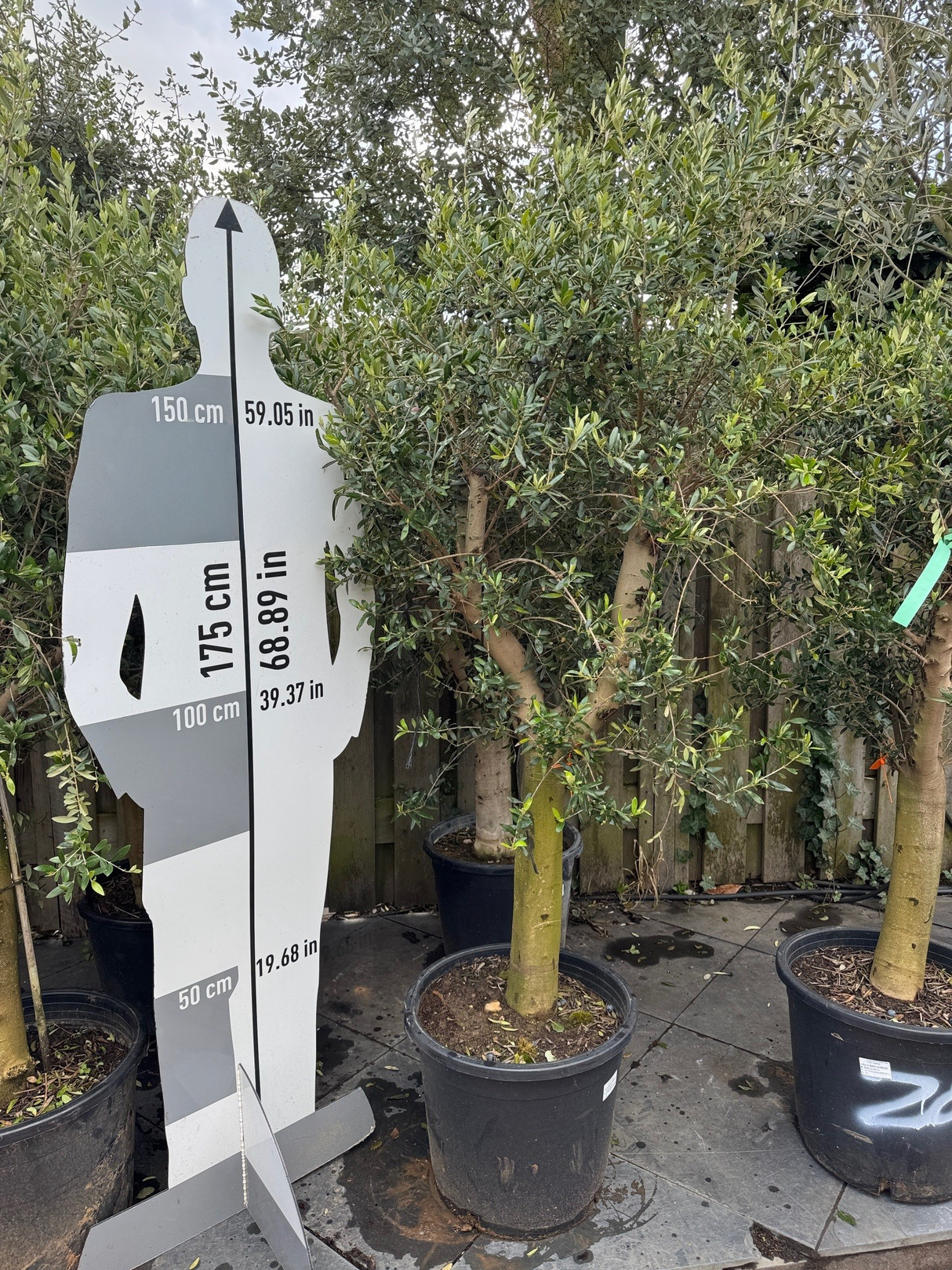 Olivenbaum / Olea europaea - ↕160cm - Ø45cm - 20/30cm Stammumfang