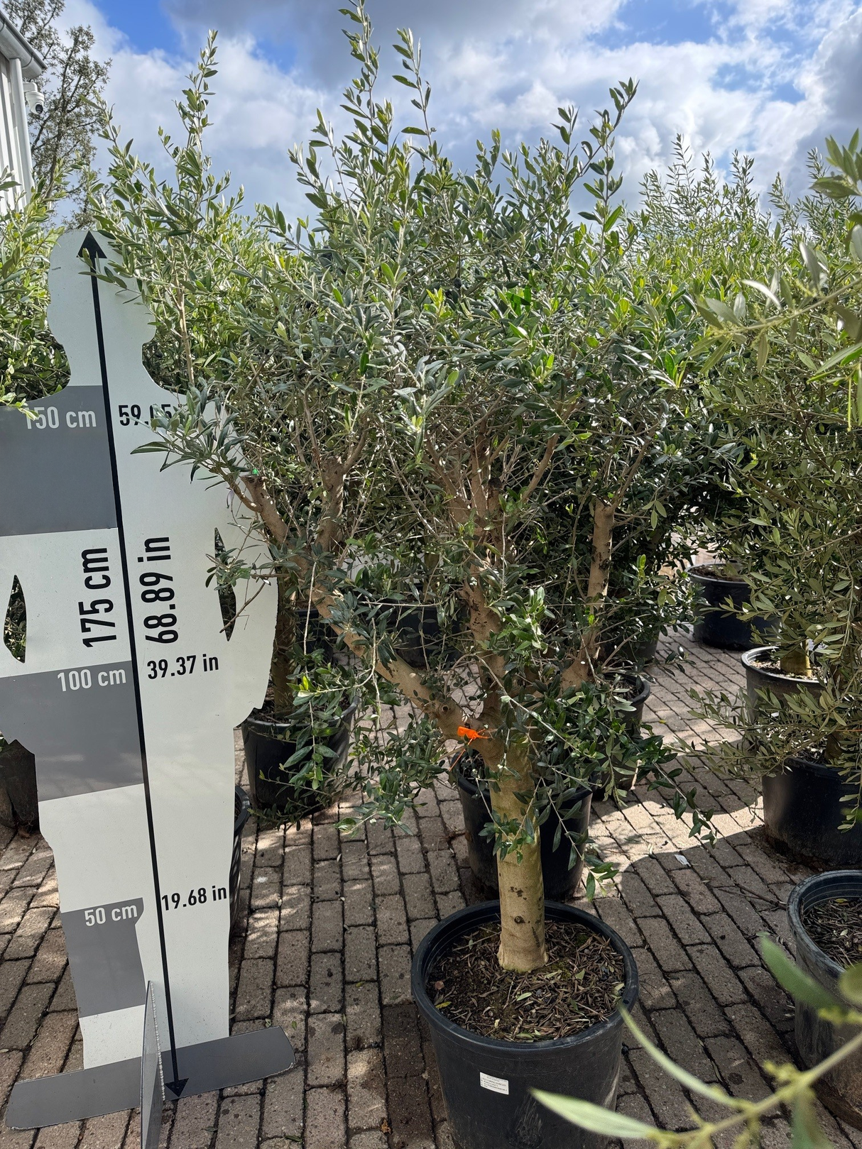 Olivenbaum / Olea europaea - ↕160cm - Ø45cm - 20/30cm Stammumfang