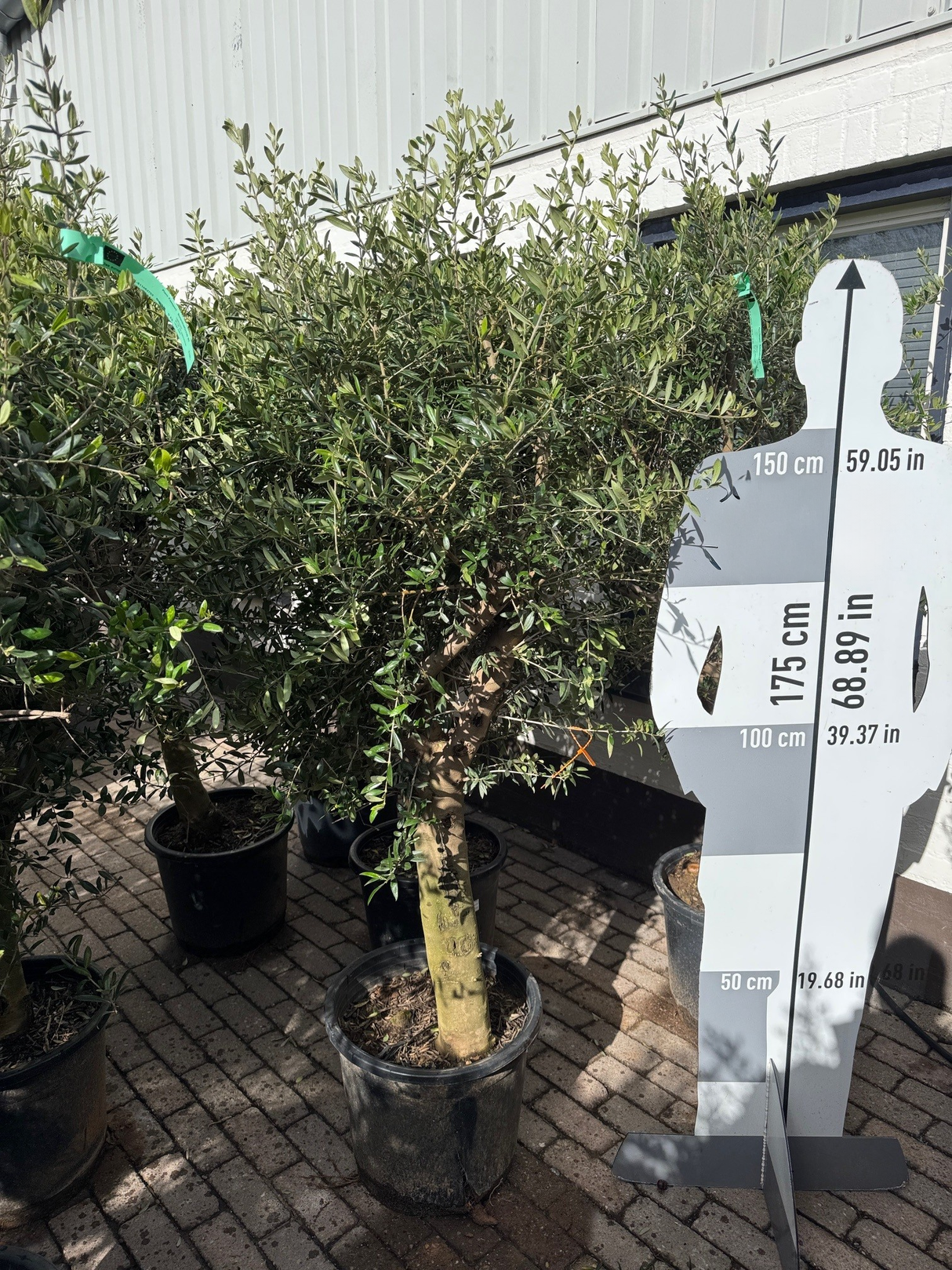 Olivenbaum / Olea europaea - ↕160cm - Ø45cm - 20/30cm Stammumfang