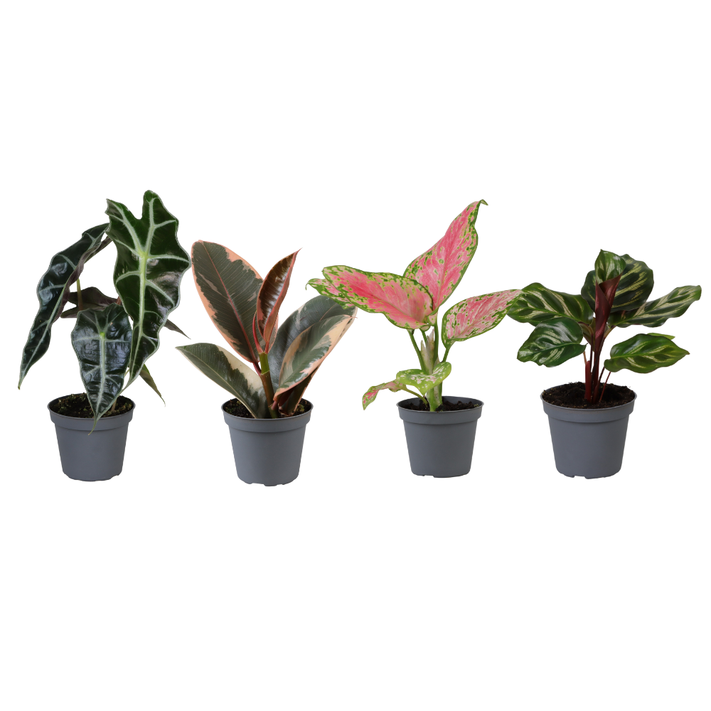 Baby Plantjes Verrassingsbox - ↕12cm - Ø6cm - x4