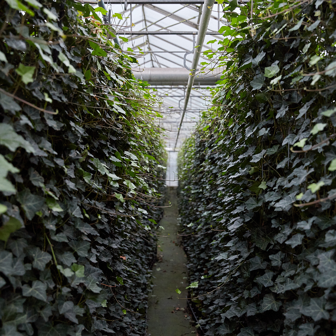 Hedera Hibernica - Klimop - Kant-en-Klaar Haag | ↔120cm - ↨150 cm