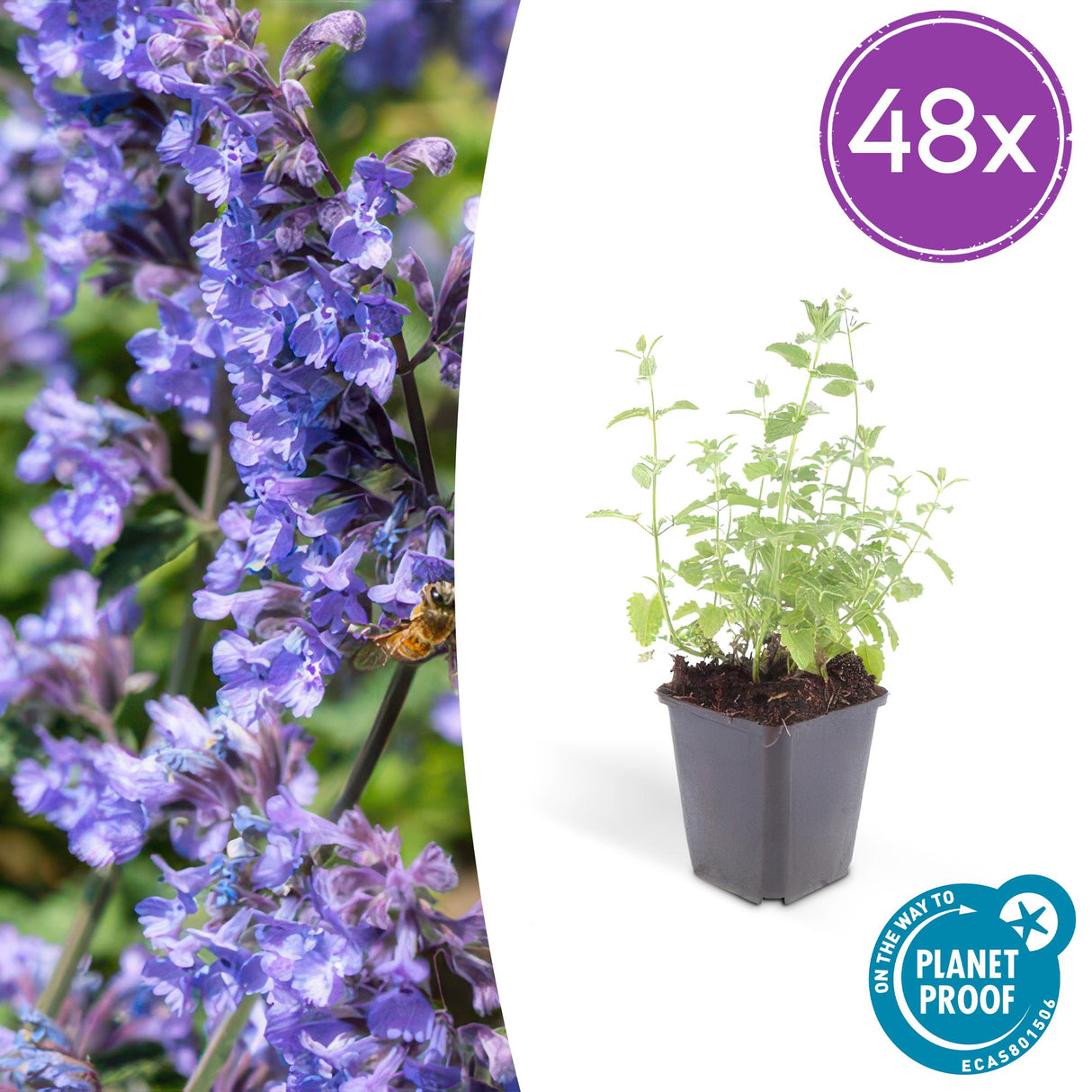 48x Nepeta 'Six Hills Giant' - ↕10-25cm - Ø9cm