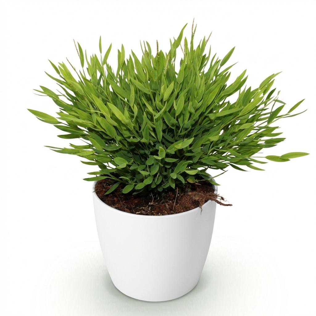 Bamusa Pogonatherum Monica - Bamboegras - Huisdiervriendelijke Plant - Groen - 1 Plant - met Potter Wit - Pot 12cm - Hoogte 20cm