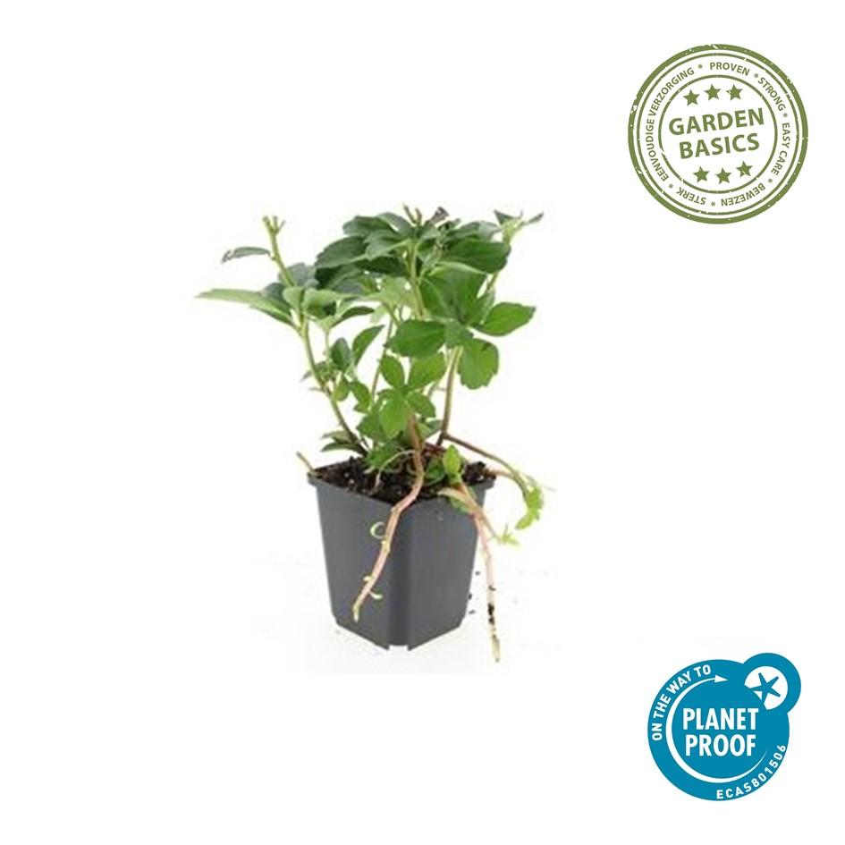 24x Pachysandra terminalis - ↕10-25cm - Ø9cm