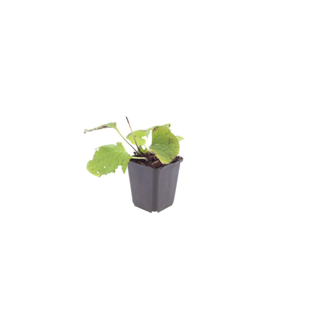 6x Brunnera macrophylla - ↕10-25cm - Ø9cm