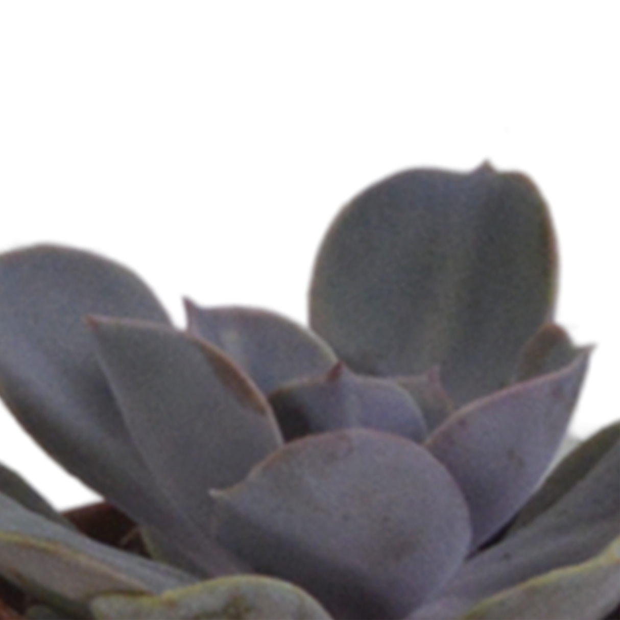 Vetplanten mix 5.5 cm - 5x - in terracotta pot