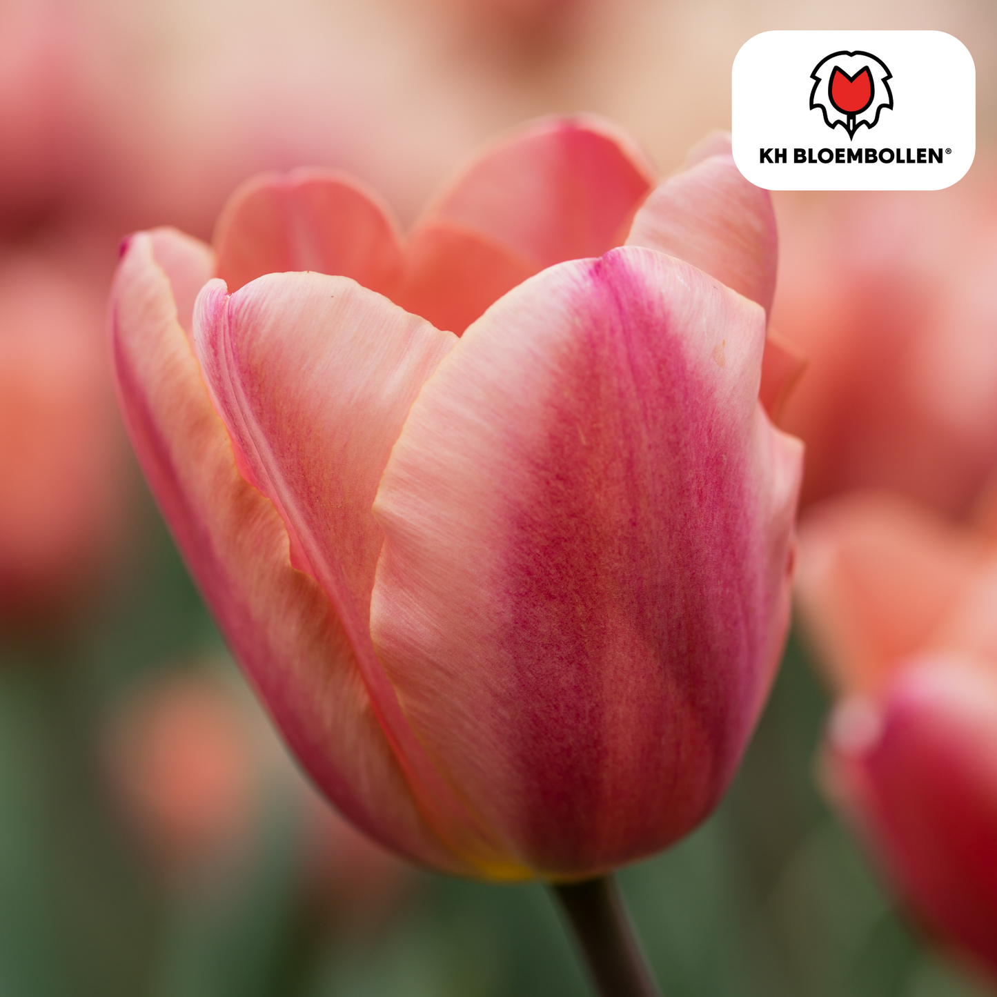 Tulpenbollen Apricot Foxx – 20 Stuks | KH Bloembollen® | Zalmroze Tulp – Elegant & Grootbloemig – Voor Tuin of Pot – Maat 11/12 – Vers van de Teler