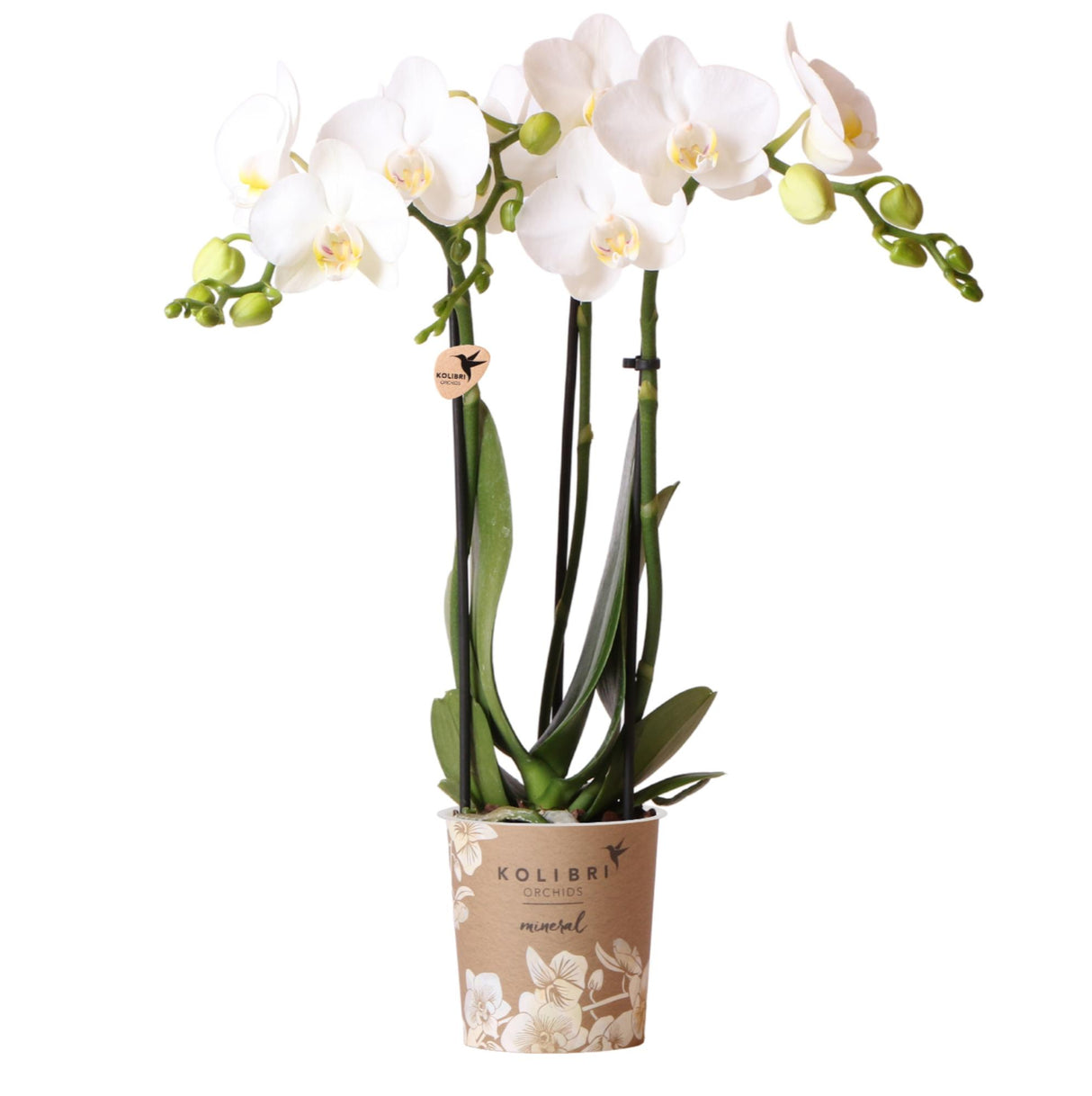 Kolibri Orchids | witte Phalaenopsis orchidee potmaat Ø9cm | Amabilis | bloeiende kamerplant - vers van de kweker