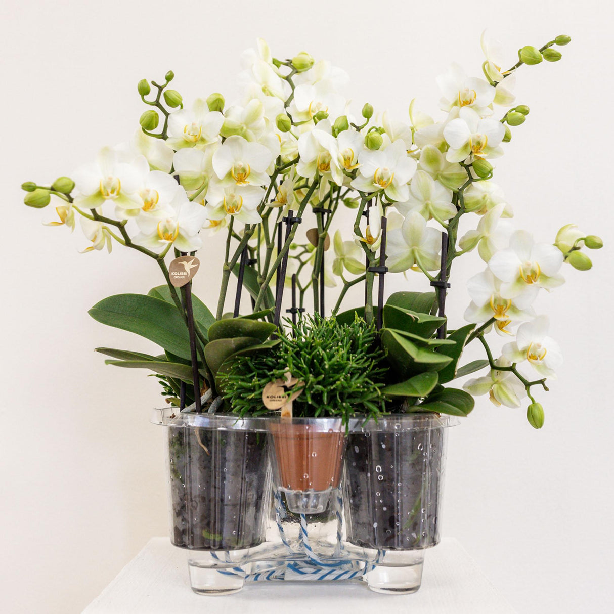 Kolibri Orchids | witte plantenset in Reed Basket incl. waterreservoir | drie witte orchideeën Lausanne 9cm en drie groene planten | Jungle Bouquet wit met zelfvoorzienend waterreservoir