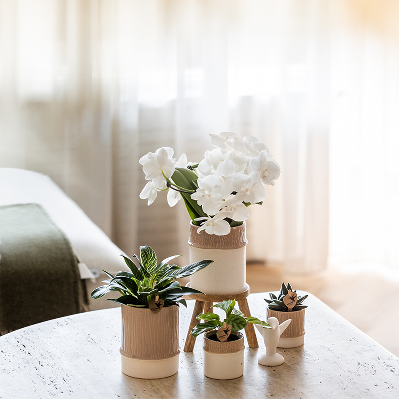 Plantenset Bamboo | Witte Amabilis orchidee Ø9cm + groene plant incl. keramieken sierpotten