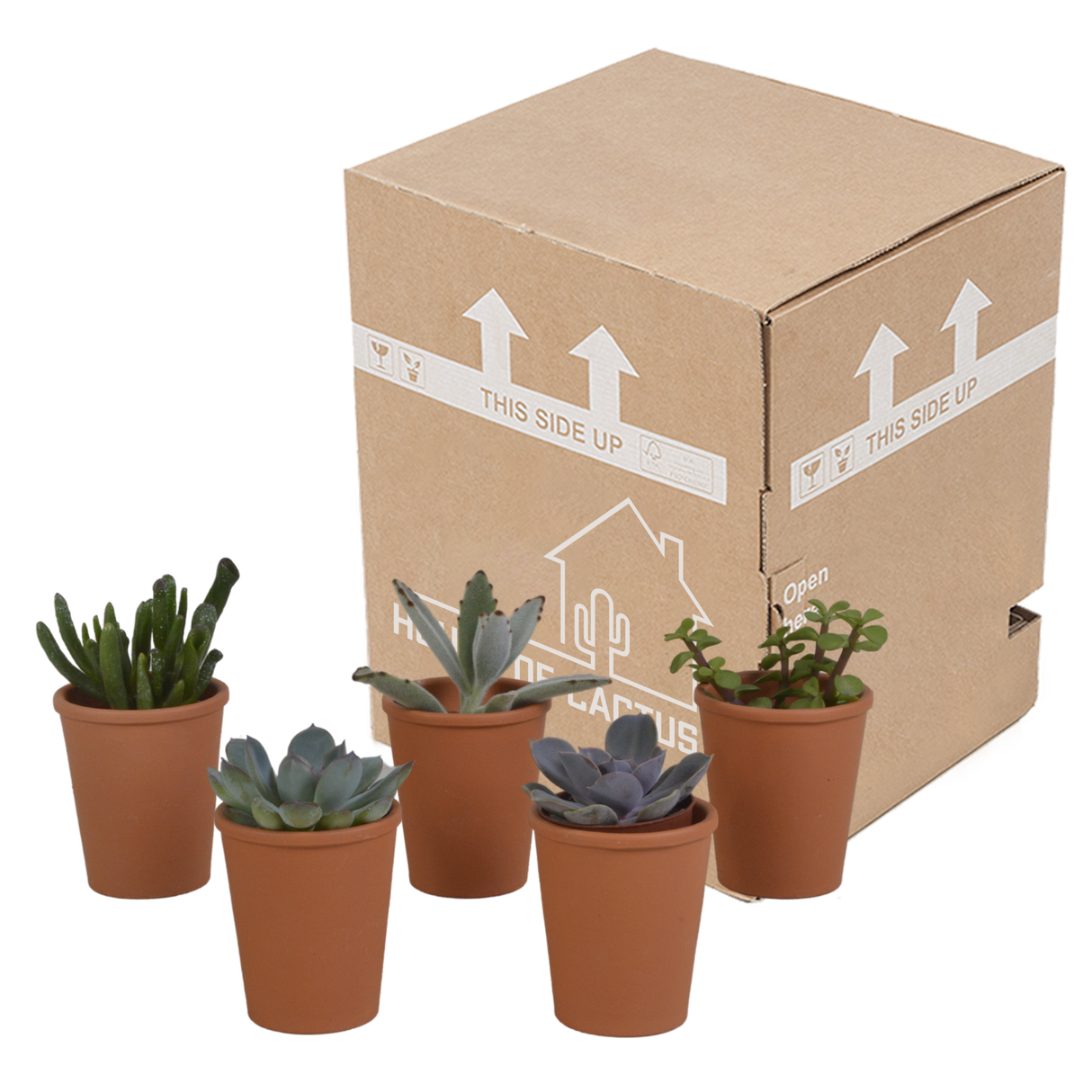 Vetplanten mix 5.5 cm - 5x - in terracotta pot