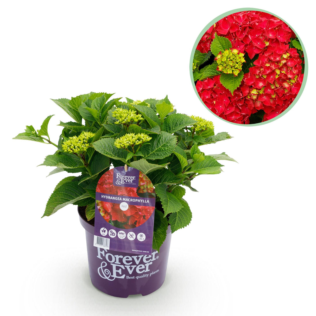 Hortensia - Hydrangea Forever & Ever - Rood - 7-12 Bloemen - Pot 23cm Hoogte 55cm