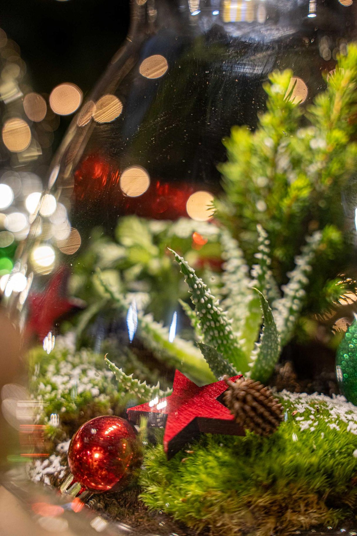 Frosty Kerstmis terrarium - Planten terrarium DIY kit Christmas - - Ø 17 cm ↑ 25 cm