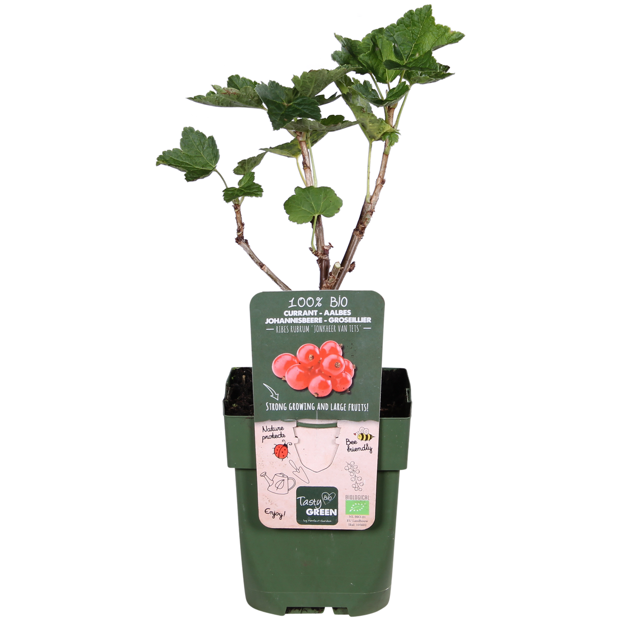 Ribes rubrum 'Jonkheer van Tets' - Aalbes - ↕45cm - Ø13cm