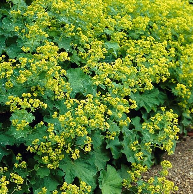 24x Alchemilla mollis - ↕10-25cm - Ø9cm