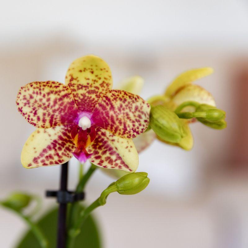 Kolibri Orchids | Oranje gele phalaenopsis orchidee potmaat Ø9cm | bloeiende kamerplant - vers van de kweker