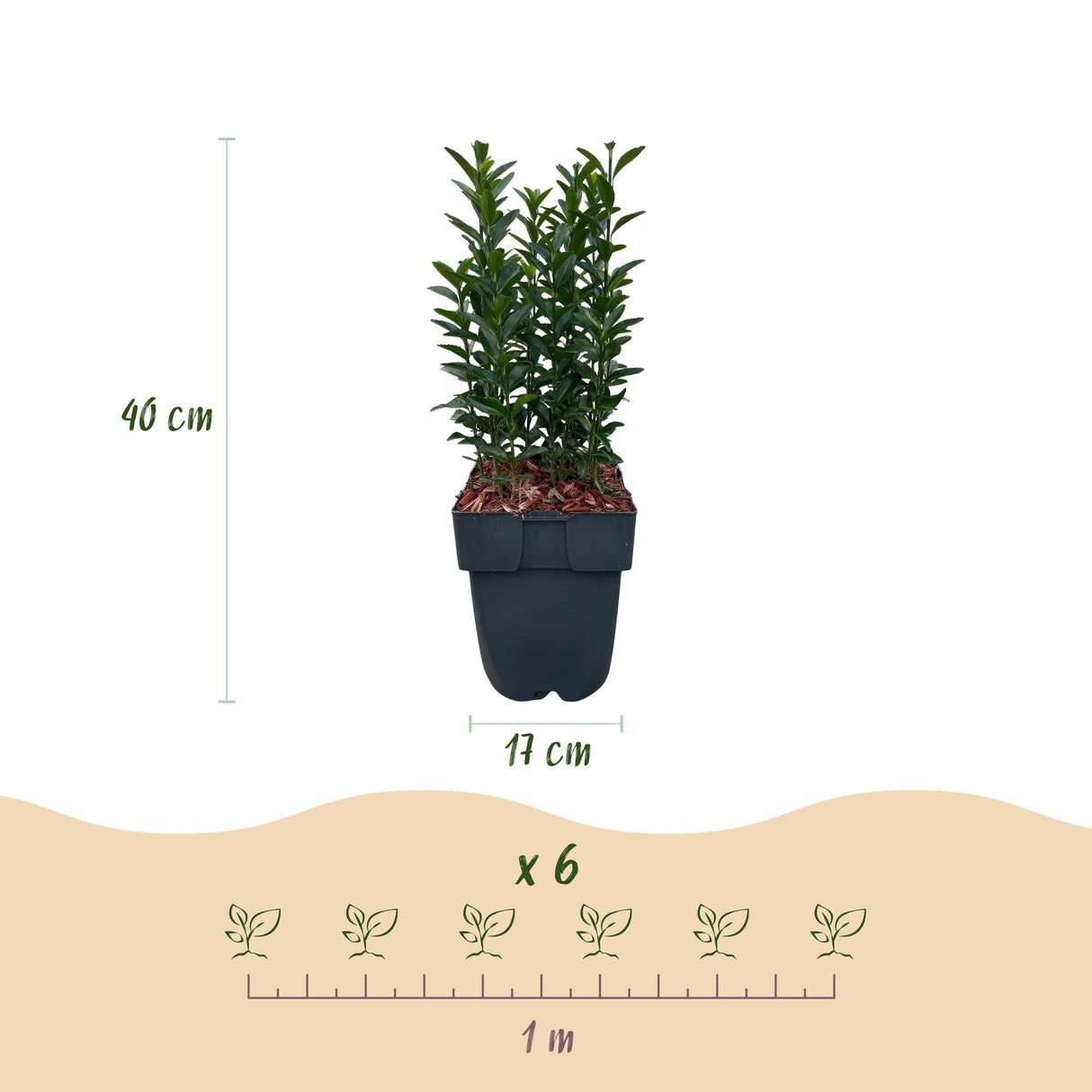 Green boutiQ - Haagplanten - Euonymus japonica Green Spire - blad groen - 6 planten - 1 strekkende meter - groenblijvend - pot 17cm hoogte 40cm