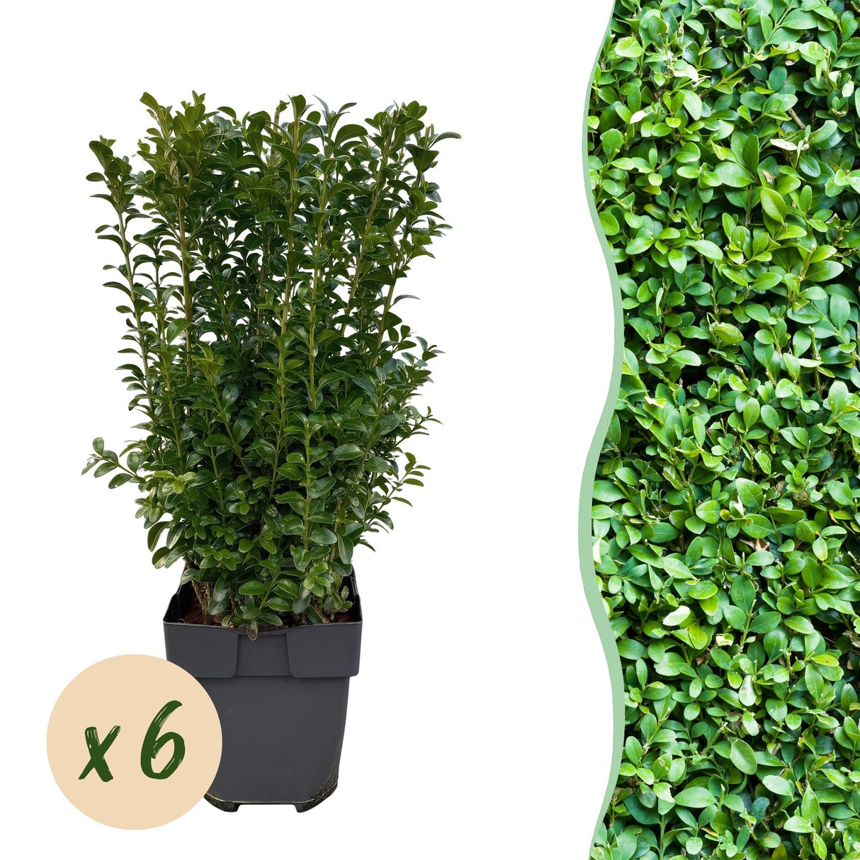 Green boutiQ - Haagplanten - Buxus sempervirens - blad groen - 6 planten - 1 strekkende meter - groenblijvend - pot 17cm hoogte 45cm