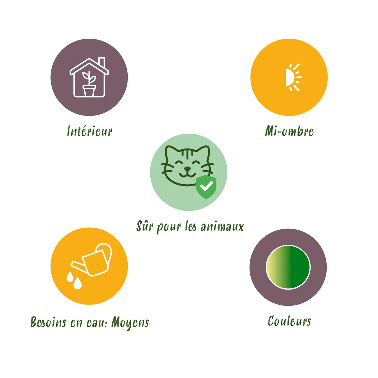 Pteris cretica Albolineata - Lintvaren - Huisdiervriendelijke Plant - Groen - 2 Planten - met Potter Grijs - Pot 12cm - Hoogte 20cm