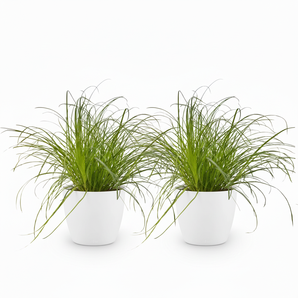 Cyperus alternifolius Zumula - Kattengras - Huisdiervriendelijke Plant - Groen - 2 Planten - met Potter Wit - Pot 12cm - Hoogte 20cm