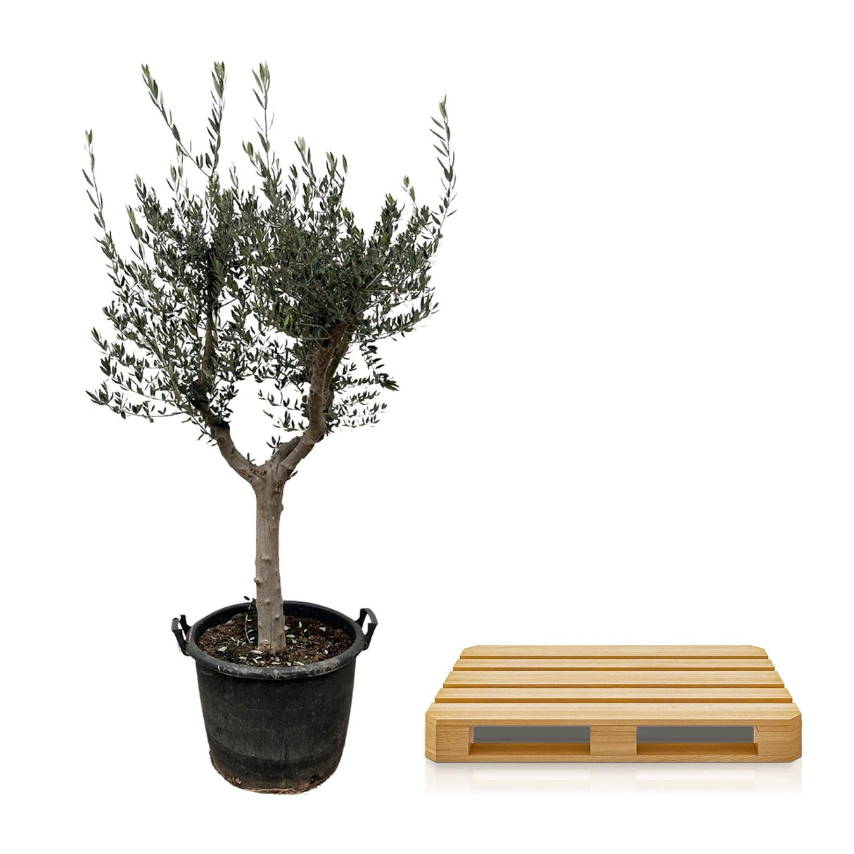 Olijfboom / Olea Europaea Cultivo – ↕220cm – ⌀40cm – in pot