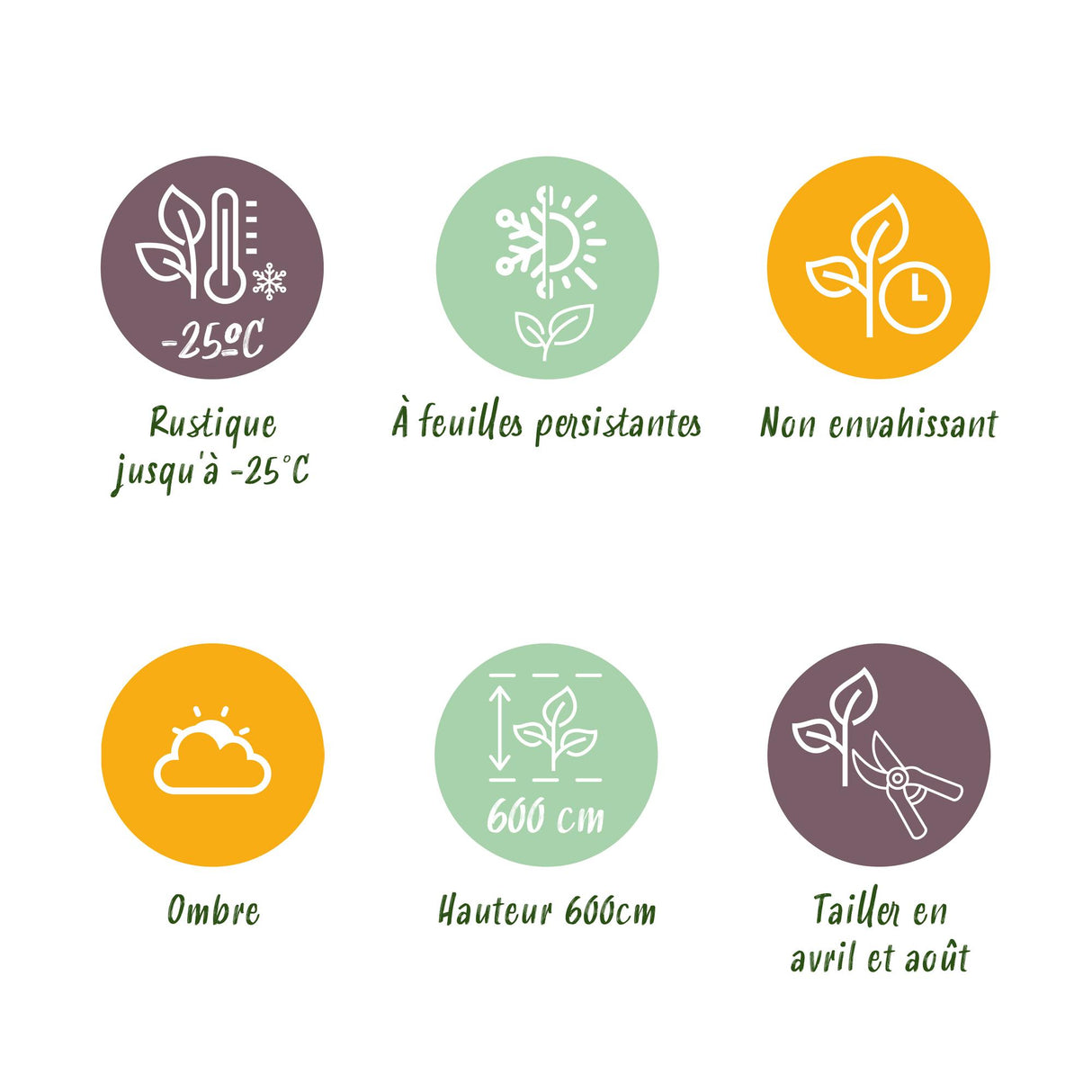 Green boutiQ - Haagplanten - Cupressocyparis leylandii - blad groen - 8 planten - 1 strekkende meter - groenblijvend - pot 9cm hoogte 35-40cm