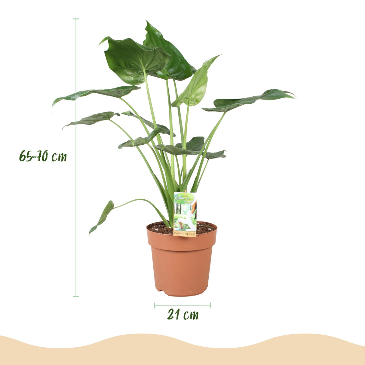 Alocasia Cucullata - Boeddha,s hand - Weinig onderhoud - Groen - 1 Plant - met Potter Wit - Pot 21cm - Hoogte 65-70cm