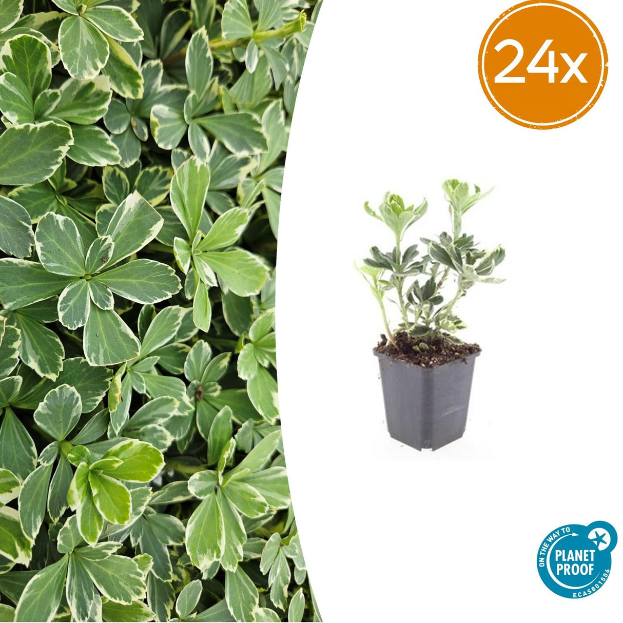 24x Pachysandra term. 'Variegata' - ↕10-25cm - Ø9cm