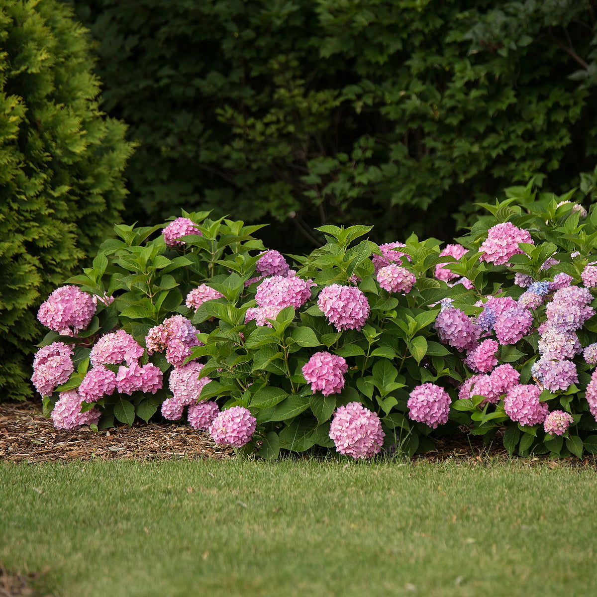 Green boutiQ - Tuinplant - Hydrangea Endles Summer The Original Pink - Hortensia - Winterhard - Roze - 4 Planten - Pot 14cm - Hoogte 20-25cm