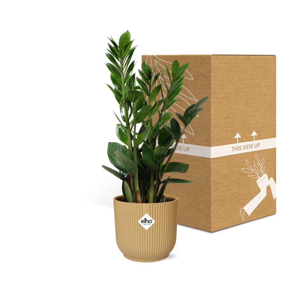 Zamioculcas – Hoogte 45-50 in ELHO Vibes Fold 14cm geel