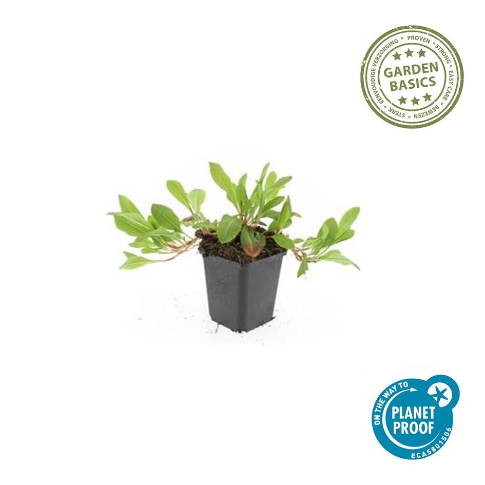 48x Persicaria aff. 'Darjeeling Red' - ↕10-25cm - Ø9cm