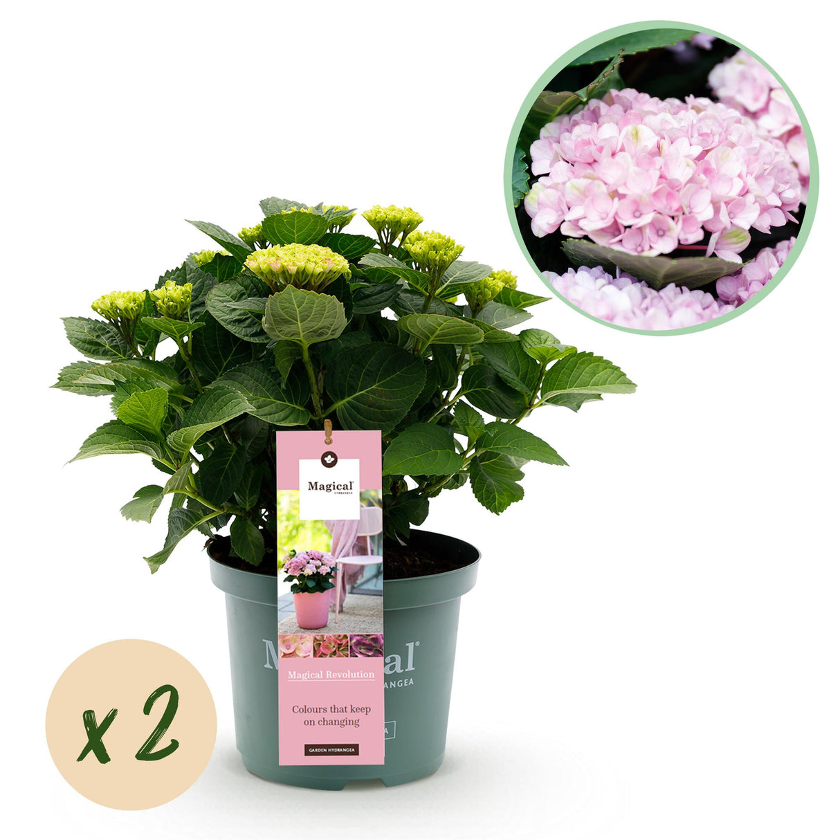 Green boutiQ - Terrasplant - Hortensia - Hydrangea Magical Revolution Pink - Pink - 6-10 Bloemen - 2 Planten - Pot 23cm Hoogte 55cm