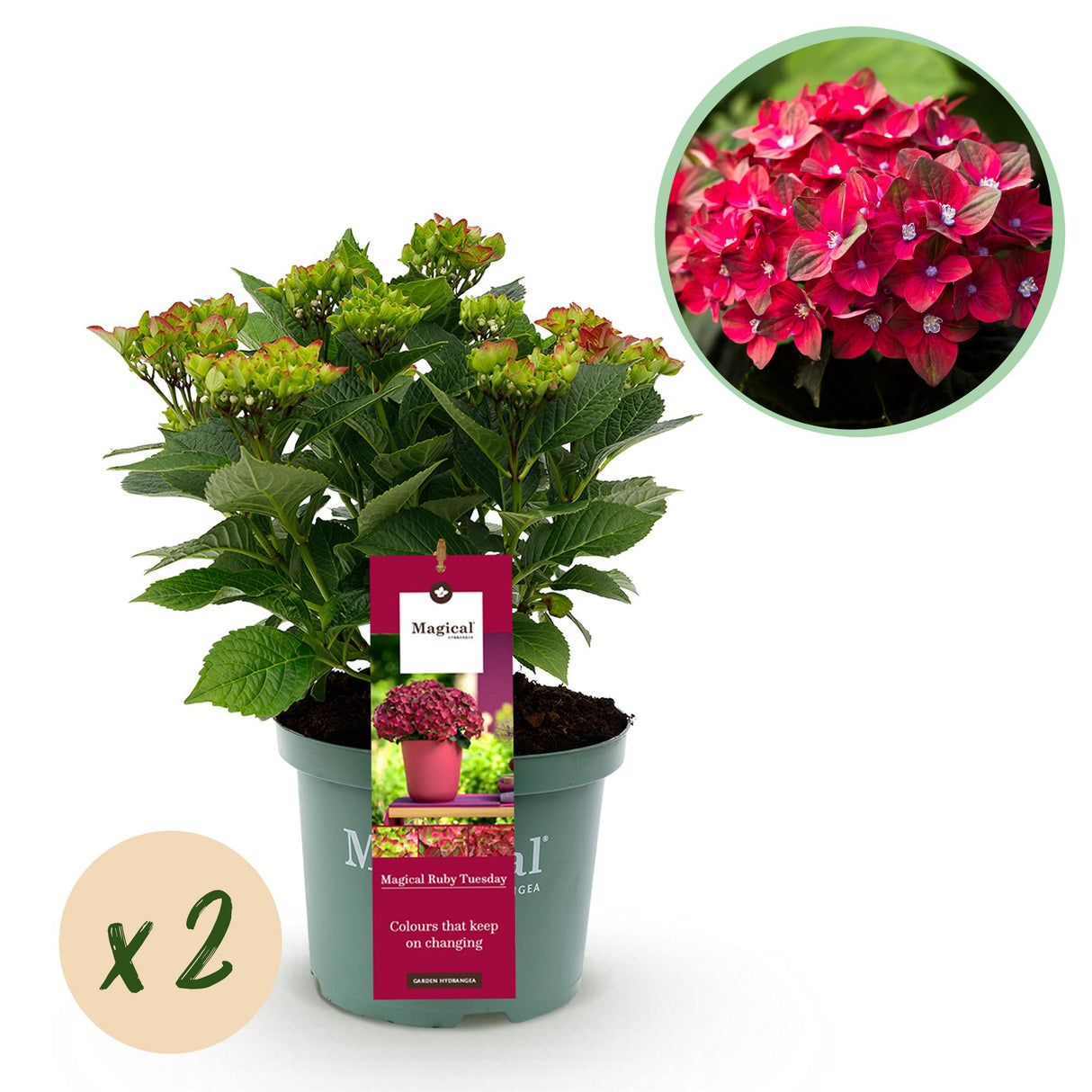 Green boutiQ - Terrasplant - Hortensia - Hydrangea Magical Teusday & Saphire - Rood - 6-10 Bloemen - 2 Planten - Pot 23cm Hoogte 55cm