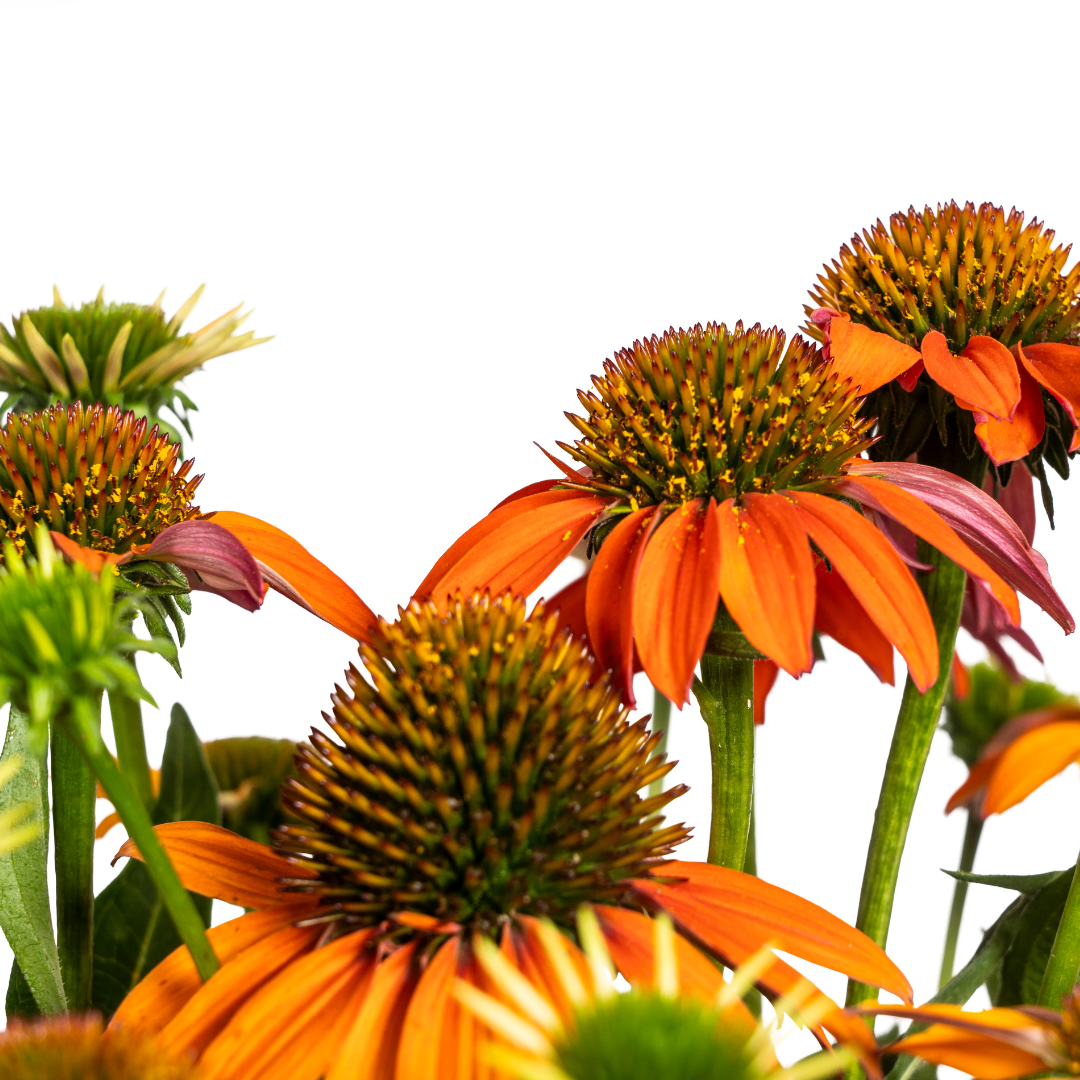 Echinacea Purpurea Orange Ø19cm - ↕60 - Ø70cm