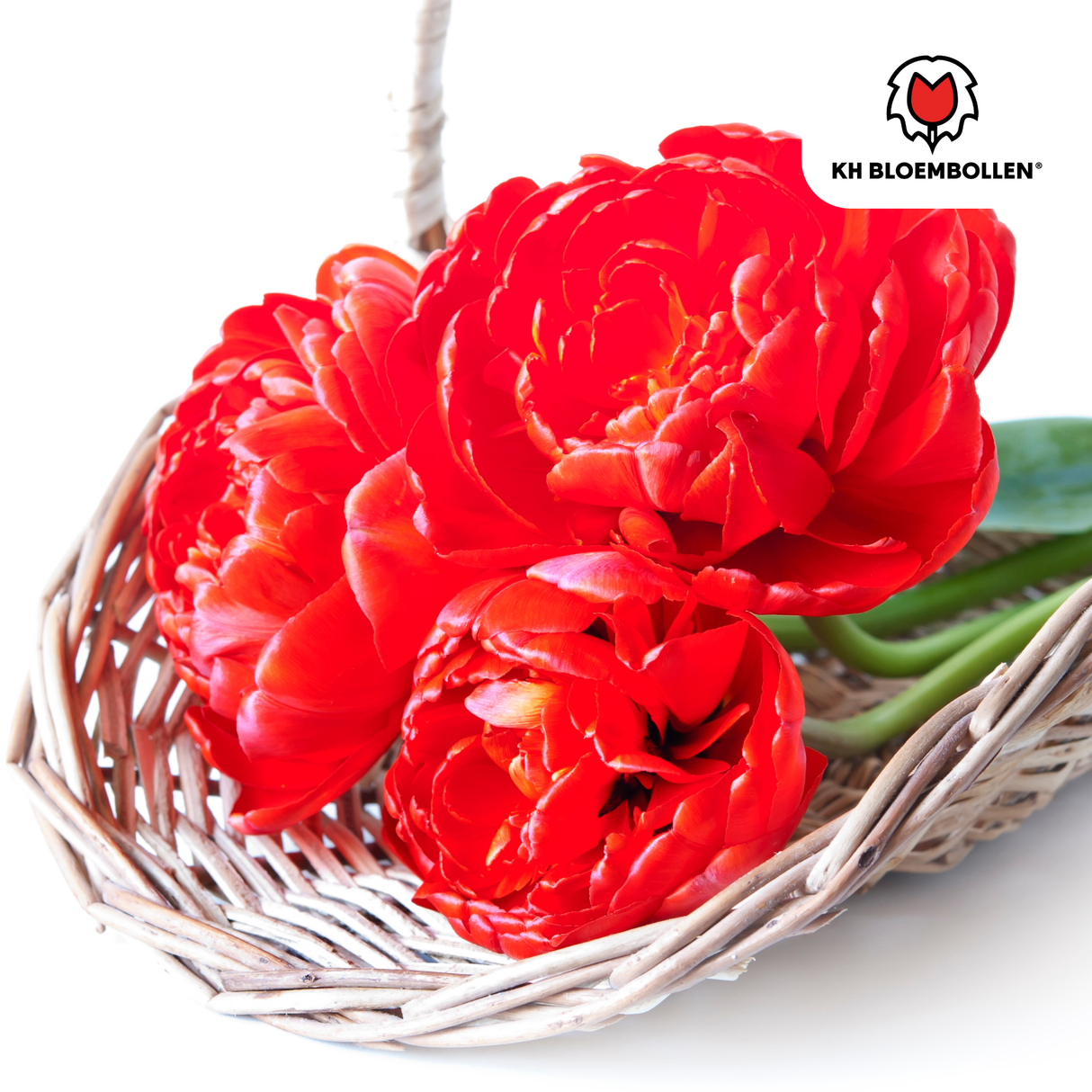 Bulbes de tulipes Bombastic Red – 20 pièces | KH Bloembollen® | Tulipe pivoine rouge – Double floraison & Luxe – Pour jardin ou pot – Taille 11/12 – Frais du producteur !