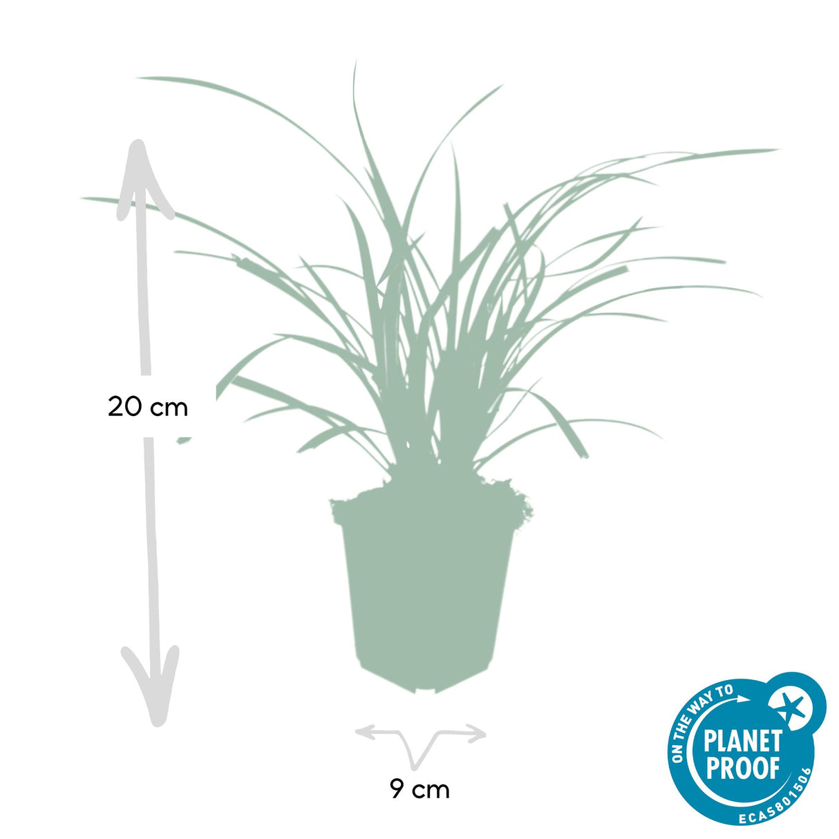48x Carex morrowii 'Ice Dance' - ↕10-25cm - Ø9cm