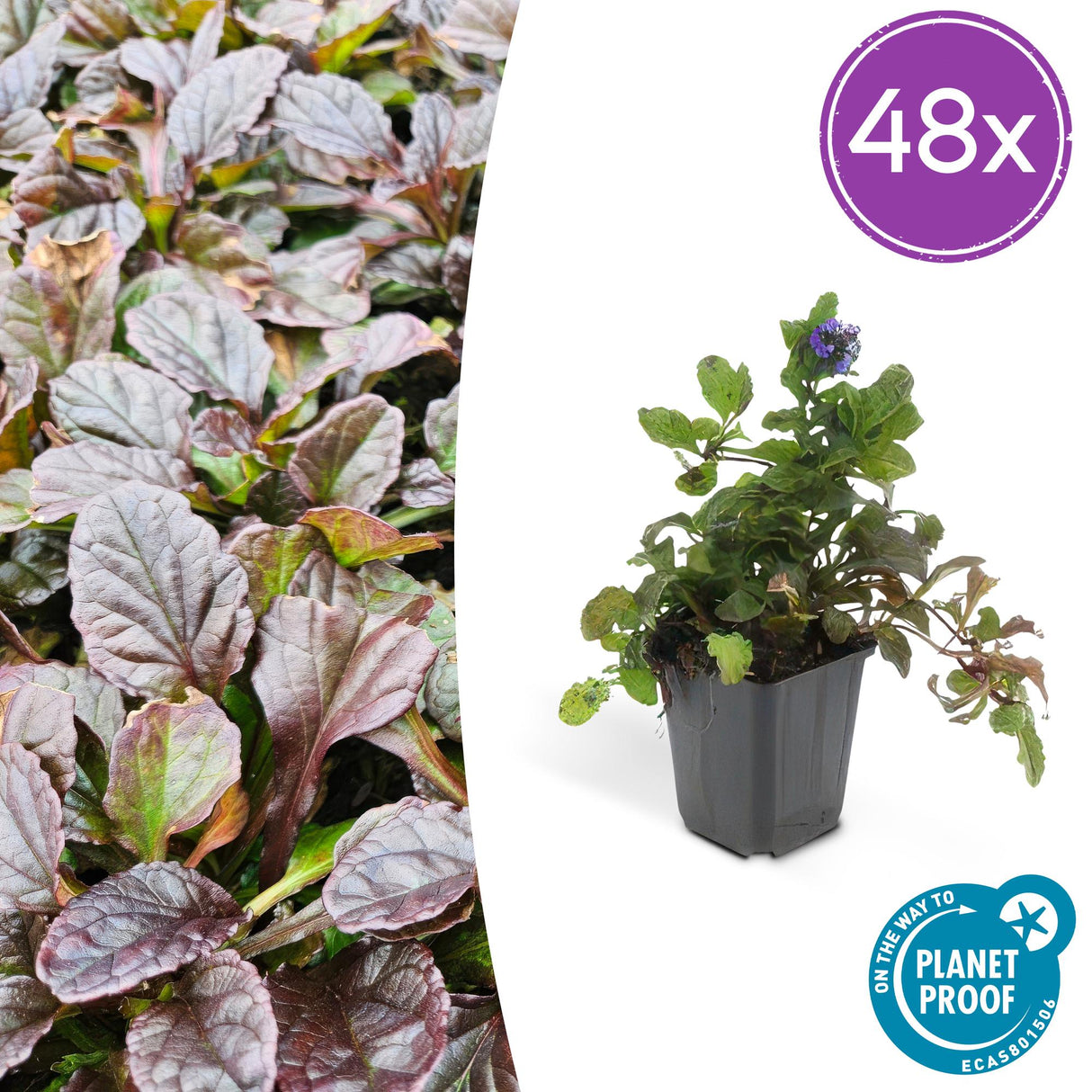 48x Ajuga reptans - ↕10-25cm - Ø9cm