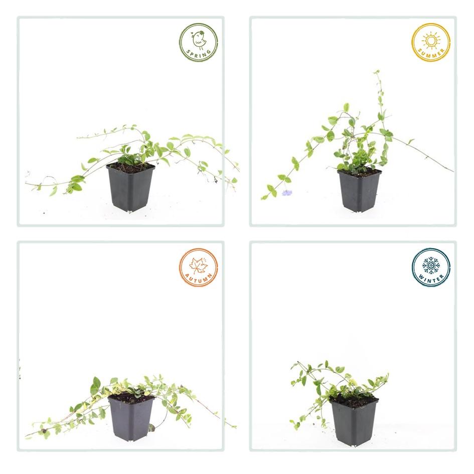 24x Vinca minor 'Blue and Gold' - ↕10-25cm - Ø9cm