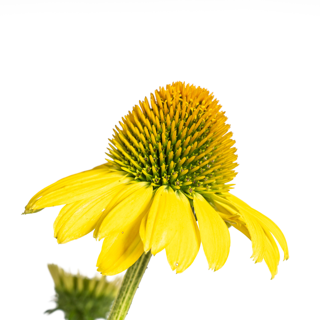 Echinacea Purpurea Yellow Ø19cm - ↕60cm - Ø70cm