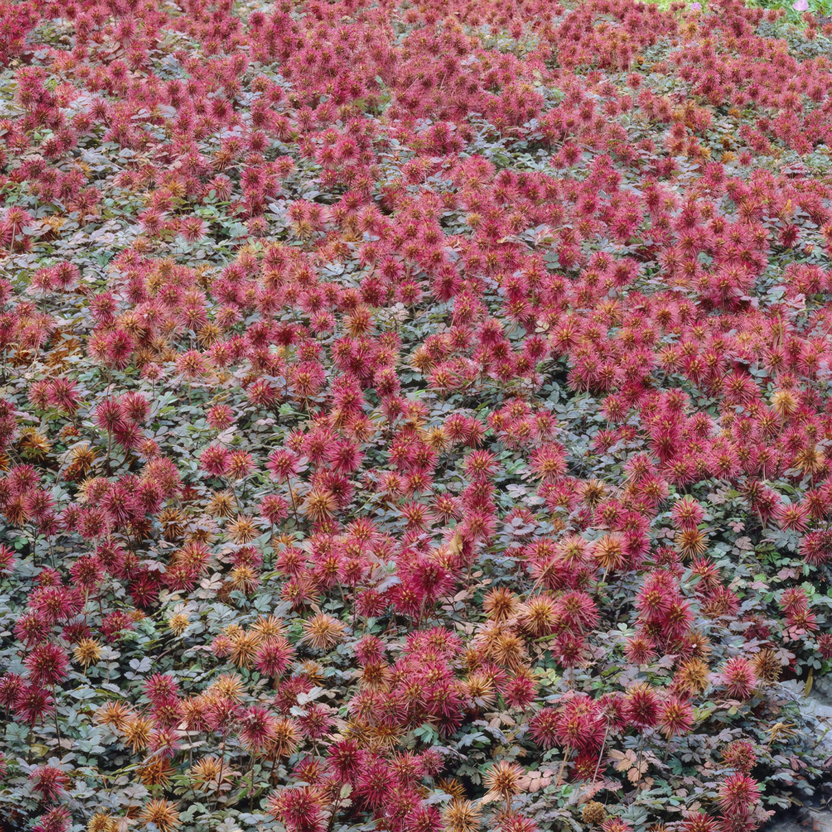 20x Acaena microphylla 'Kupferteppich' - ↕10-25cm - Ø9cm