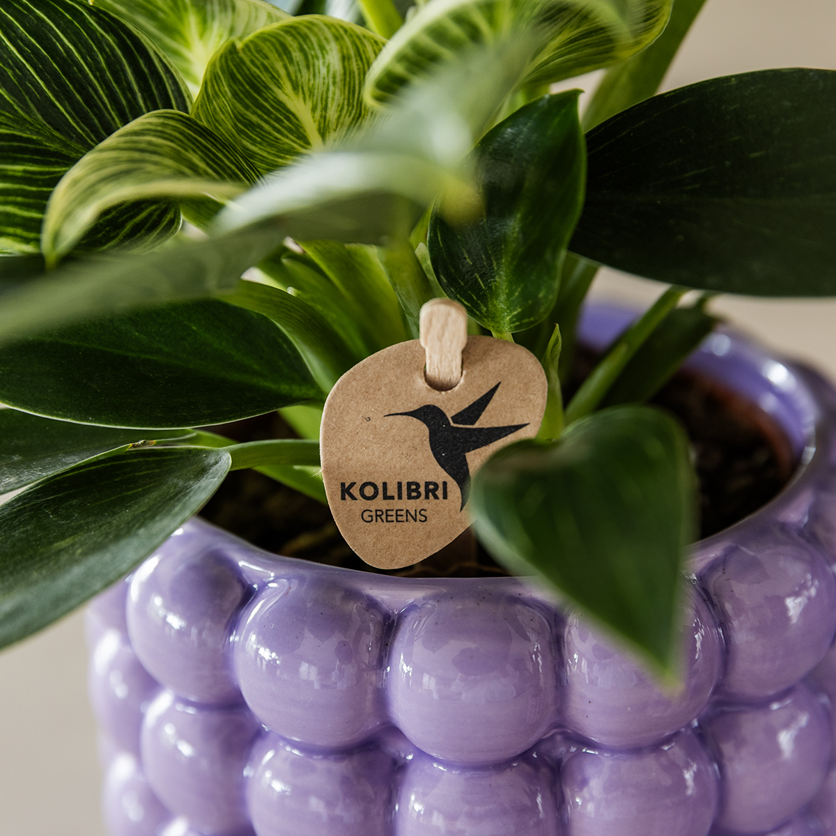 Kolibri Home | Poppy Dekotopf - Lila - Ø9cm